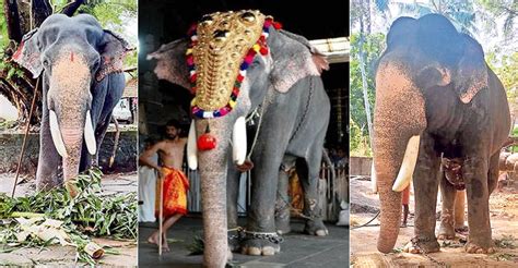 Famed temple elephant Guruvayur Padmanabhan is no more | Thrissur News ...