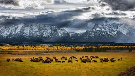 HD wallpaper: field, bison, buffalo, herd, mountains, pasture, animals ...