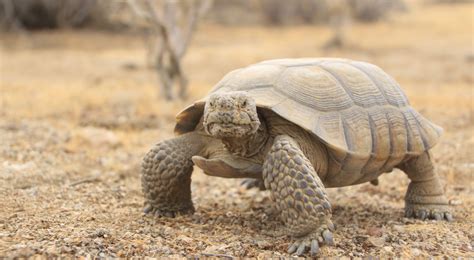 Do Tortoises Live In The Desert