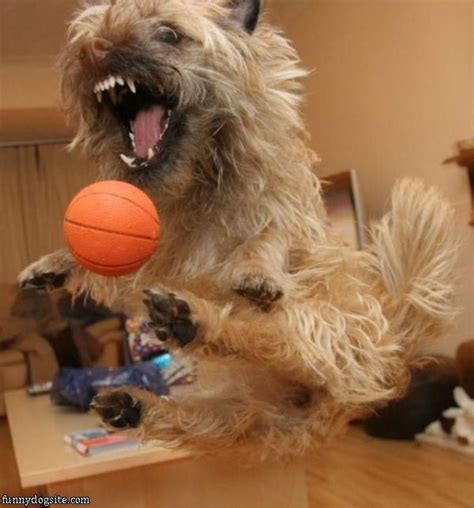 The Basketball Dog | Dogs, Dog show, Funny dog pictures