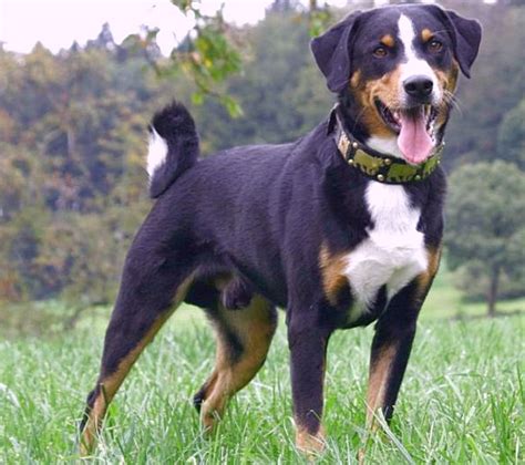 Appenzeller Mountain Dog Info, Temperament, Puppies, Pictures