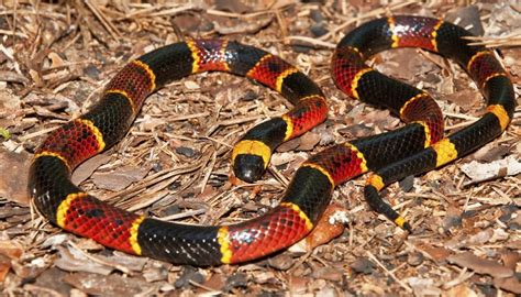 Black Snakes with Yellow Rings in Georgia | Sciencing