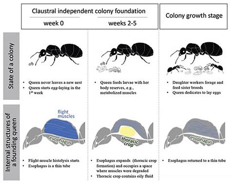 Queen ants raise larvae without foraging, converts own flight muscles ...