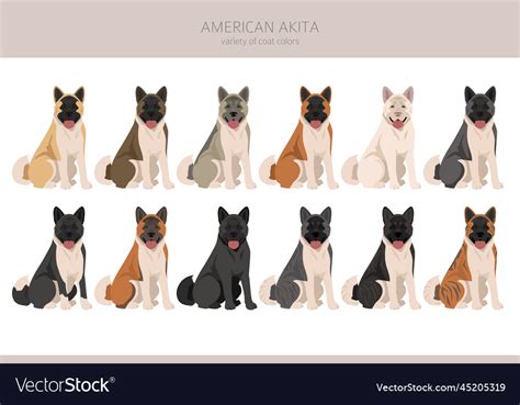 American akita dog clipart all coat colors set Vector Image