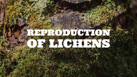 REPRODUCTION OF LICHENS