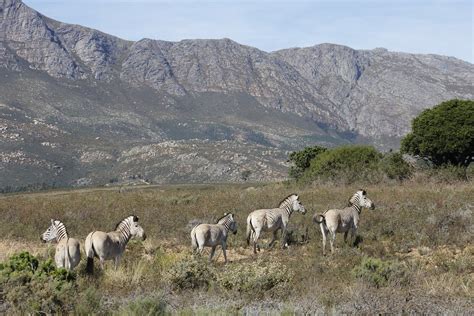 The Quagga Project - Bringing an Animal Back From Extinction!