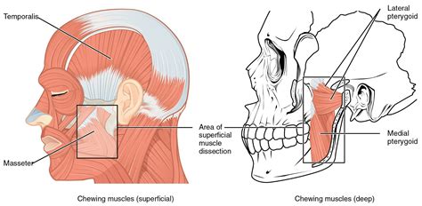 The left panel of this figure shows the superficial chewing muscles in ...