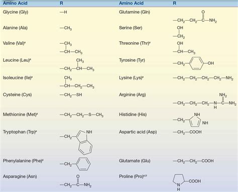 Family hydrophobic amino acids - lassafood