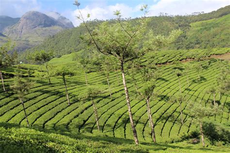 Munnar Tea Gardens | Tea garden, Outdoor, Farmland