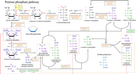 Pentose phosphate pathway; Hexose Monophosphate Shunt; Pentosephosphate ...