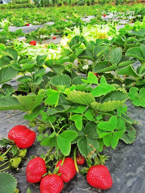 Bisayang Manlalakbay around the Philippines: Strawberry Farm at La ...