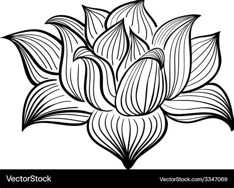 Black and white lotus flower Royalty Free Vector Image