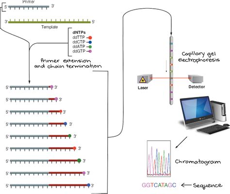 A Dna Sequencing Reaction Contains Which of the Following