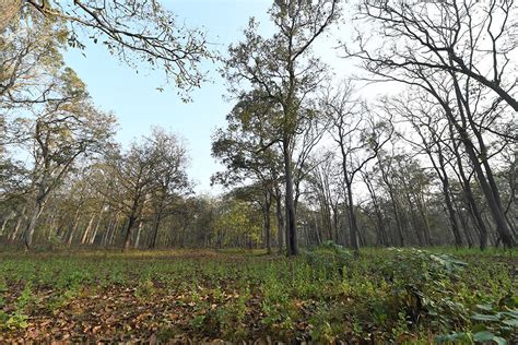 Evergreen forest of Muthanga| Wayanad Wildlife Sanctuary | Eco tourism ...