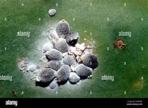 cochineal (Dactylopius coccus), on Opuntia Stock Photo - Alamy