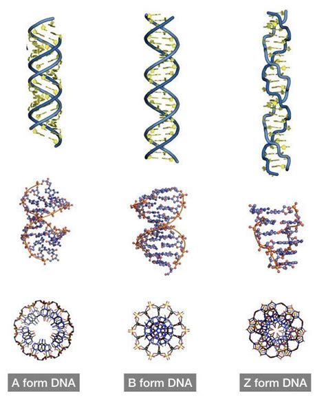 Different types of DNA: A-DNA, B-DNA and Z-DNA. Sacred Geometry ...