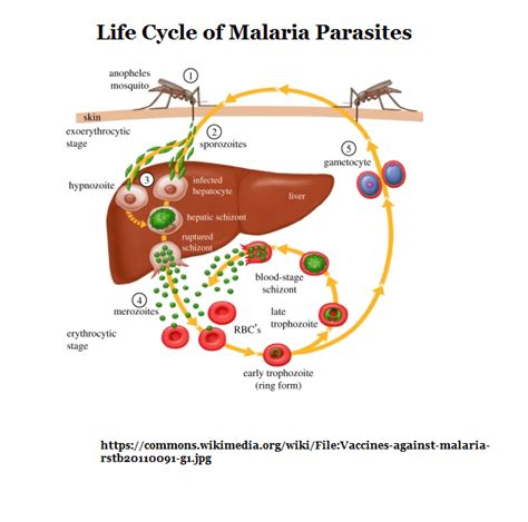 Lecture Notes on Four important Anti-Malarial Drugs - Pharmacology