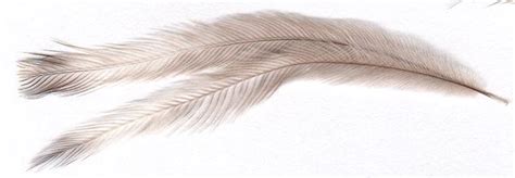 Emu Feather - Medium | Natural Feathers... In Stock From Our Own Flock