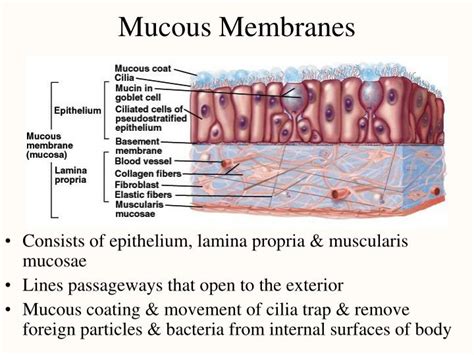 PPT - Histology - The Study of Tissues PowerPoint Presentation - ID:375139