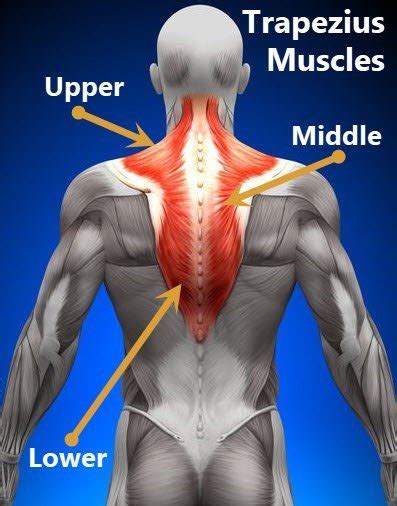 Trapezius Muscle Pain