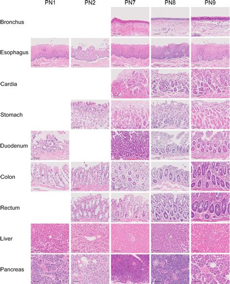 Normal tissue histology Representative H&E-stained samples showing the ...