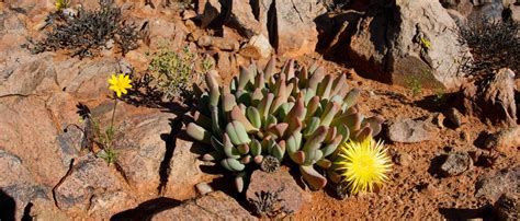 Succulent smuggling threatens the world’s most biodiverse arid region ...