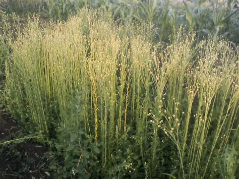 Linen Flax - Flax plant for spinning and weaving (plant fibers forum at ...