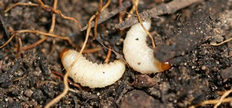 Vine Weevil - Pest Identification for Vegetable Gardens