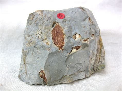 Paleocene Fruit #1 | Fossils for Sale