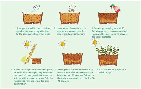 growing bonsai seeds - Pure Bonsai