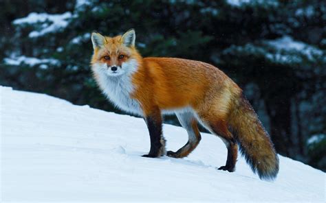 Snow Fox Wallpapers - Wallpaper Cave