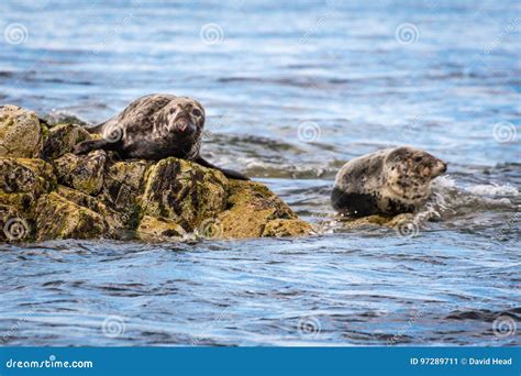 Farne Islands Grey Seals stock image. Image of coastal - 97289711