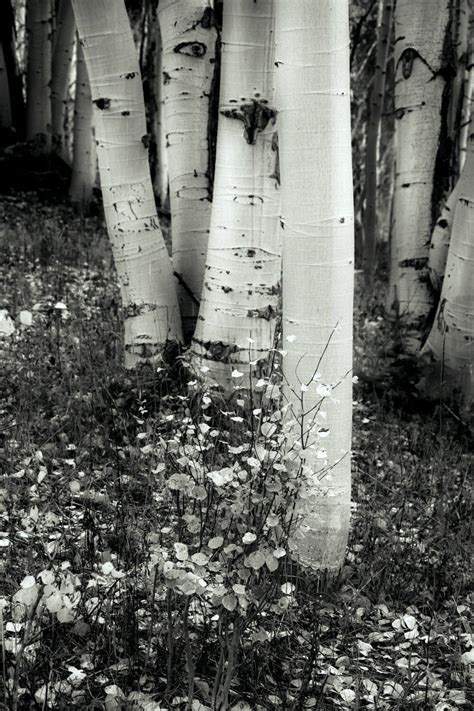 Aspen Trees, Black and White, Soft, Muted Aspen Trees, Colorado Art ...