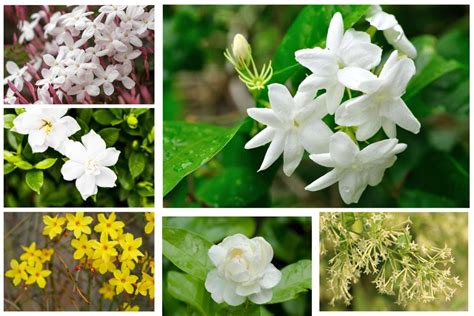 Jasmine Flower Plant