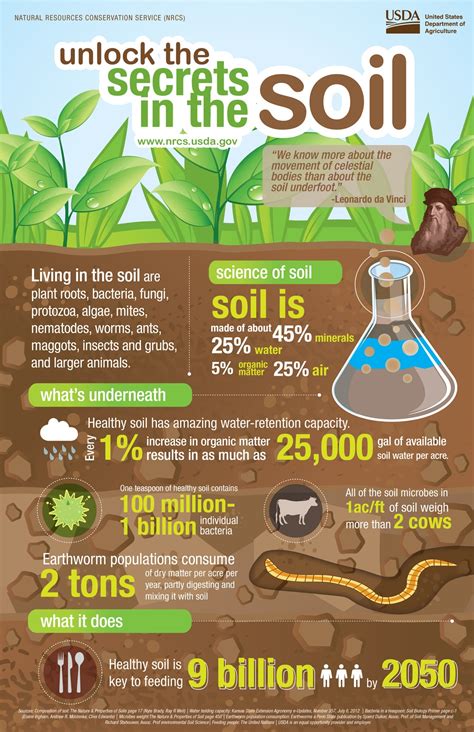 How Water Moves From The Soil To The Leaves In A Tree - Printable ...