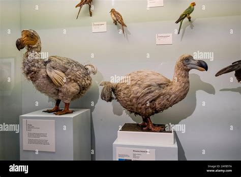 Dodo Bird Museum High Resolution Stock Photography and Images - Alamy