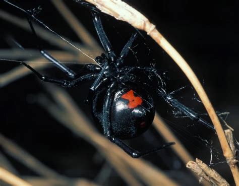 How do Black Widow Spiderlings Learn Nocturnal Behavior from their Mothers?