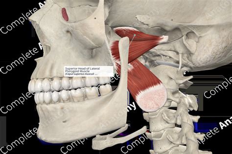 Superior Head of Lateral Pterygoid Muscle | Complete Anatomy