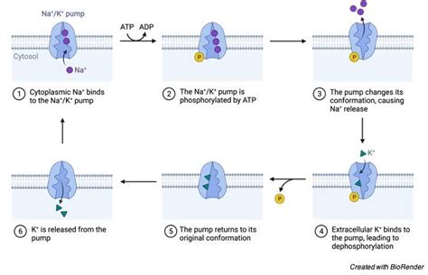 Carrier Proteins: Definition, Function, and Examples