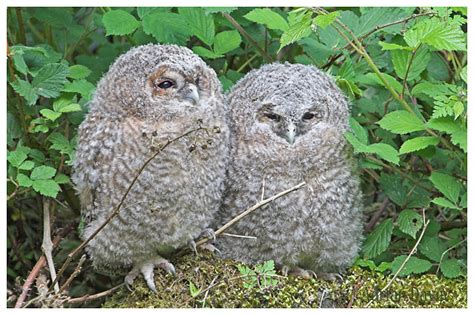 Adrian Davey Bird & Wildlife Photography: Tawny Owl chicks