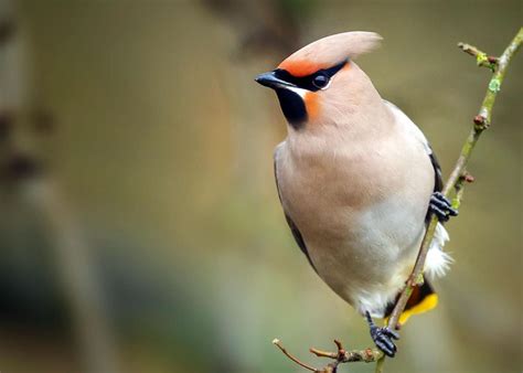 15 of the Most Beautiful Birds in the World (Pictures, Videos ...