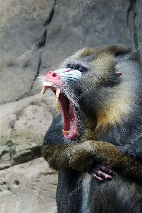 Mandrill Baboon Teeth