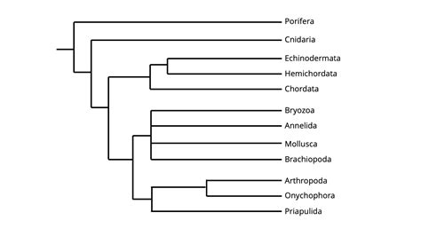 Mammal Phylogeny