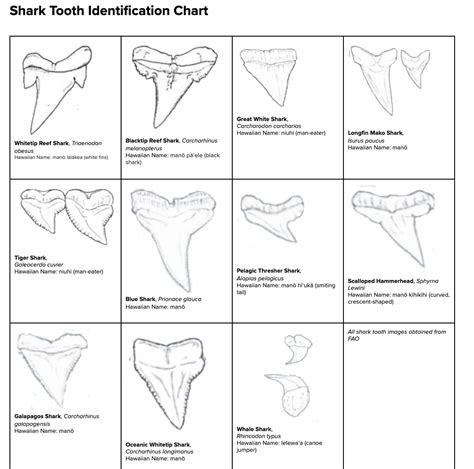 What Can Hawaiian Shark-Toothed Weapons Tell Us About Sharks? - Science ...