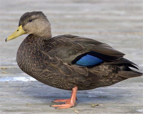 American Black Duck – Wild Dabbling Duck Breed