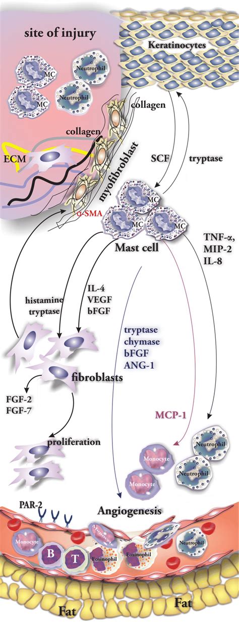 Cellular and molecular interactions in wound site. Keratinocytes by ...