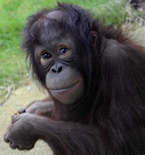 Smiling Baby Chimp | Bright Sunlight | Flickr