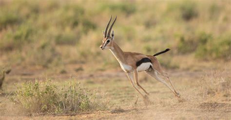 How Fast Are Gazelles? Top Speeds and How It Compares to Predators - A ...