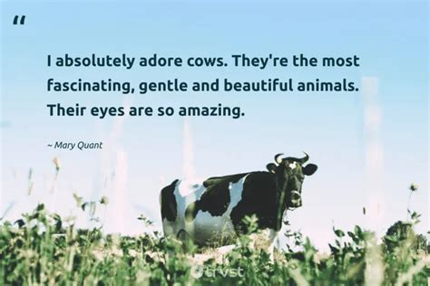 40 Cow Quotes about the Gentle Bovines