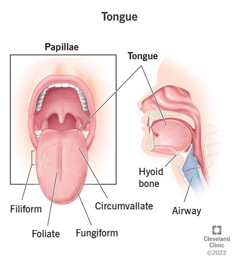 Tongue: Definition, Location, Anatomy & Function